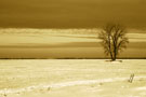 Snow Tree
